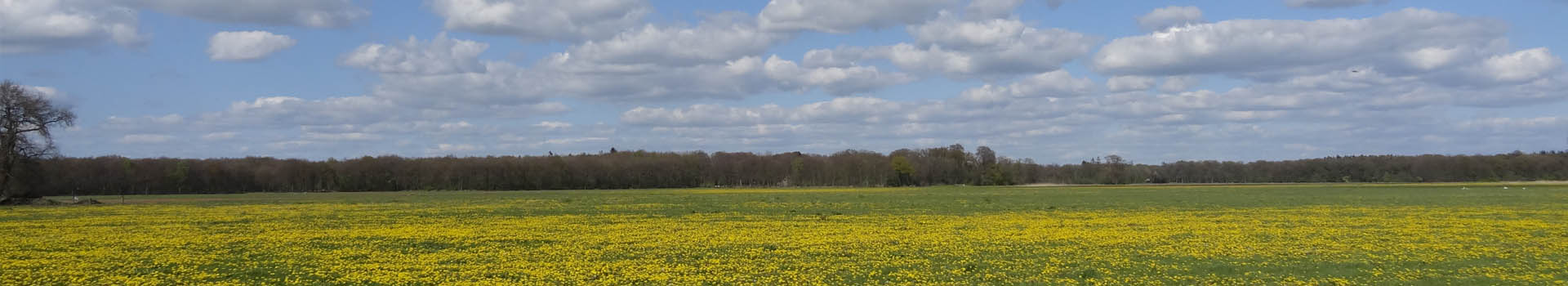 a field of yellow flowers