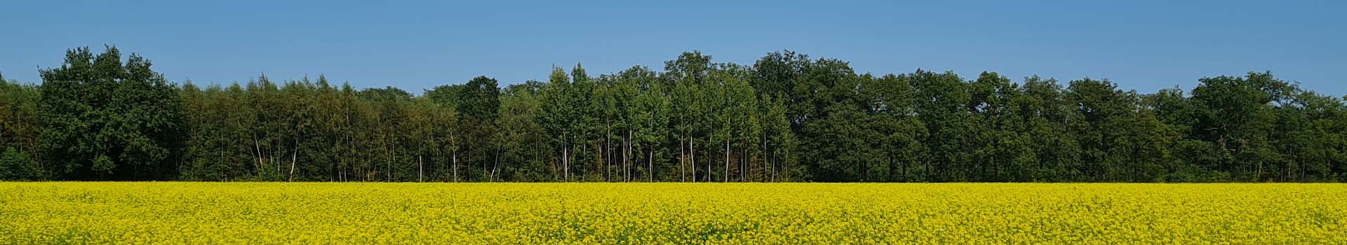 a field of yellow flowers and trees